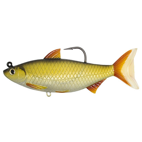 Golden Shiner,6 1/2